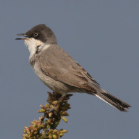 Eastern Orphean Warbler